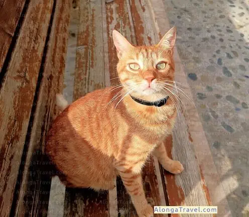 A smart looking orange cat on a bench wants to be petted