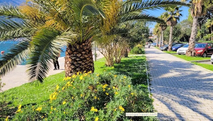 Palm trees around the waterfront walk & people strolling
