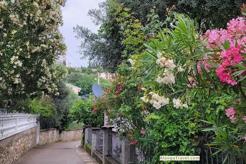 Cozy old street lined up with flowering trees in Ulcinj