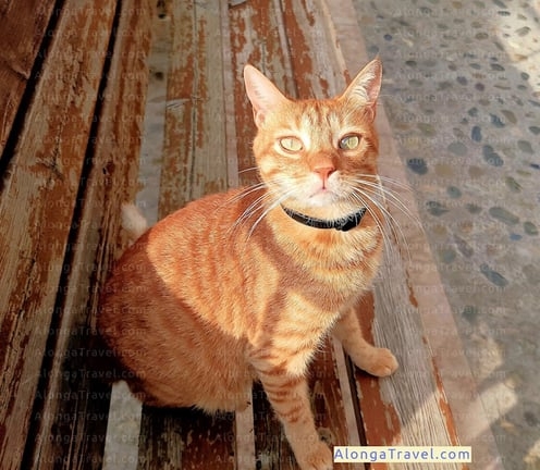 A smart looking orange cat on a bench wants to be petted