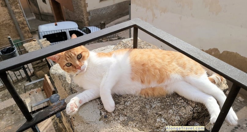 A cat enjoying a cozy nap on a tall post on the medieval square, overlooking the New Church of Sant